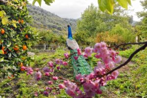 Votanical_Garden_Spili_1